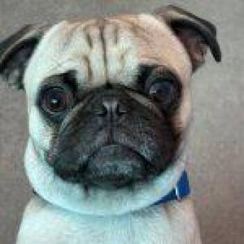 Pug Dogs Available for Adoption in Green Valley, Arizona - Linus | PetCurious