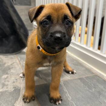 MORTICIA -  German Shepherd Dog and Mixed Breed Dog for Adoption in West Palm Beach, Florida - MORTICIA | PetCurious