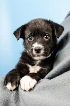 Retriever and Australian Shepherd Dogs Available for Adoption in Minneapolis, Minnesota - Mojo | PetCurious