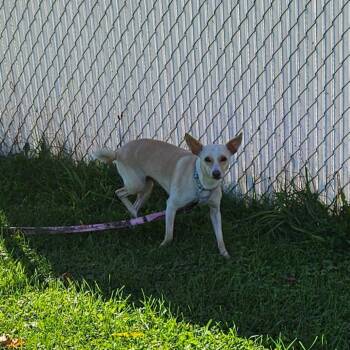 Ainsley -  Mixed Breed Dog for Adoption in Oneonta, New York - Ainsley | PetCurious