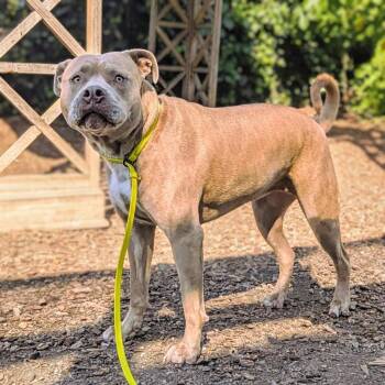 Pit Bull Terrier Dogs Available for Adoption in Oakland, California - Nomi | PetCurious