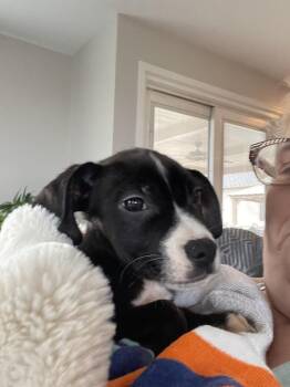 Australian Cattle Dog Blue Heeler and Pit Bull Terrier Dogs Available for Adoption - Eeyore | PetCurious