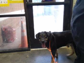 JASPER -  Black And Tan Coonhound and Mixed Breed Dog for Adoption in Tulsa, Oklahoma - JASPER | PetCurious