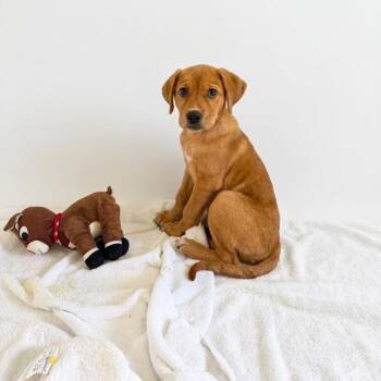 Golden Retriever Dogs Available for Adoption in Boca Raton, Florida - Mulan | PetCurious