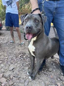 Toketcha/Keisha -  Pit Bull Terrier and Mixed Breed Dog for Adoption in El Paso, Texas - Toketcha/Keisha | PetCurious