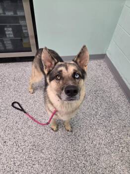 Oakley -  German Shepherd Dog Dog for Adoption in Athens, Tennessee - Oakley | PetCurious