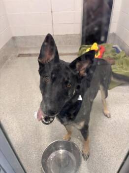 ESMERALDA -  German Shepherd Dog Dog for Adoption in Loveland, Colorado - ESMERALDA | PetCurious