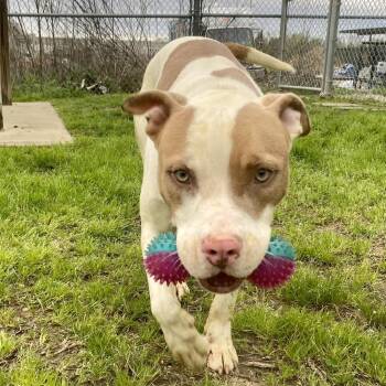 Cheeto -  Pit Bull Terrier and Mixed Breed Dog for Adoption in Tuscaloosa, Alabama - Cheeto | PetCurious