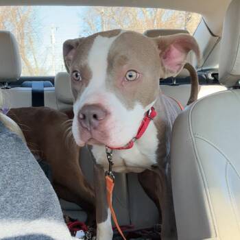 Mixed Breed Dogs Available for Adoption - Packer | PetCurious