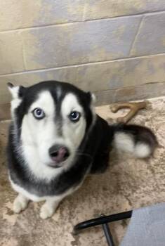 Husky Dogs Available for Adoption in Troy, Ohio - Celeste | PetCurious