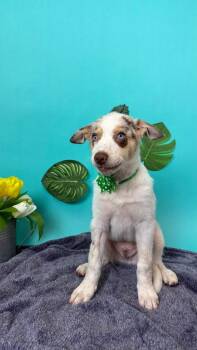 Australian Shepherd and Cattle Dog Dogs Available for Adoption in Phoenix, Arizona - Earth | PetCurious