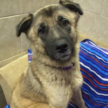 Bear Bear -  Akita and Great Pyrenees Dog for Adoption in Springfield, Missouri - Bear Bear | PetCurious