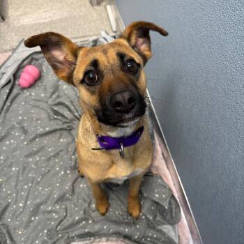 Holly - In Foster to Adopt -  Mixed Breed and German Shepherd Dog Dog for Adoption in Naperville, Illinois - Holly - In Foster To Adopt | PetCurious