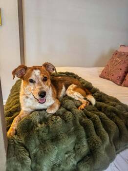 Rescue Australian Cattle Dog Blue Heeler Dogs for Adoption in Walker, Louisiana - Banks | PetCurious