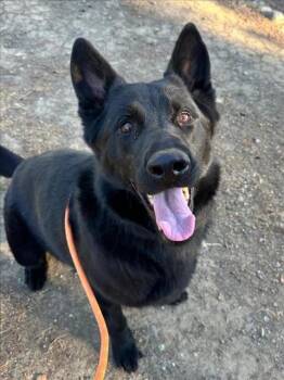 German Shepherd Dog Dogs Available for Adoption - OJ | PetCurious