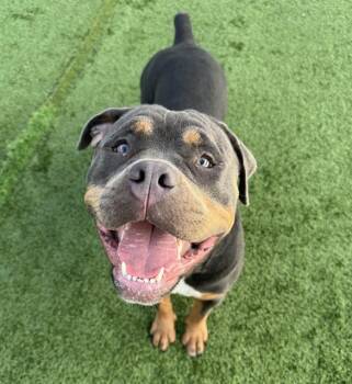 A136733 -  Mixed Breed Dog for Adoption in Palmetto, Florida - A136733 | PetCurious