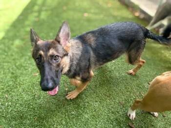 Jennifer Aniston -  German Shepherd Dog and Mixed Breed Dog for Adoption in Gainesville, Florida - Jennifer Aniston | PetCurious