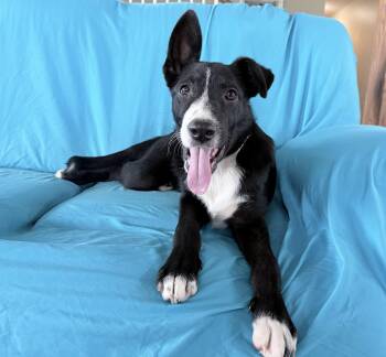 TOBY -  Border Collie Dog for Adoption in Chicopee, Massachusetts - TOBY | PetCurious