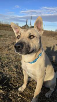Rescue Mixed Breed Dogs for Adoption in Othello, Washington - Katniss | PetCurious