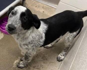 Shepherd and Mixed Breed Dogs Available for Adoption in Kansas City, Missouri - Cashew | PetCurious