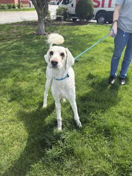 Poodle Dogs Available for Adoption in Mokena, Illinois - Leo | PetCurious