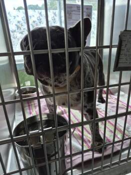 Pen 239 -  French Bulldog Dog for Adoption in Lawrenceville, Georgia - Pen 239 | PetCurious