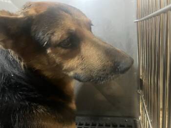 DUDE -  Mixed Breed Dog for Adoption in Dallas, Texas - DUDE | PetCurious