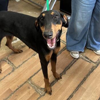 Xena -  Doberman Pinscher Dog for Adoption in Edinburg, Texas - Xena | PetCurious