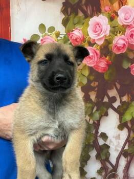 German Shepherd Dog Dogs Available for Adoption in San Bernardino, California - NEVILLE | PetCurious