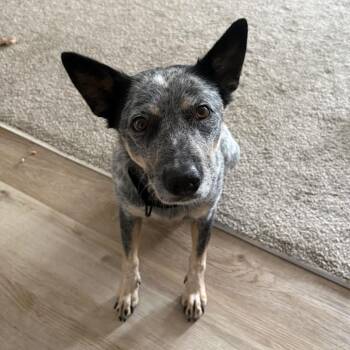 Mai -  Australian Cattle Dog Blue Heeler and Border Collie Dog for Adoption in Newberg, Oregon - Mai | PetCurious