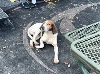 Rescue Foxhound and Mixed Breed Dogs for Adoption in Ocala, Florida - MOLSON | PetCurious