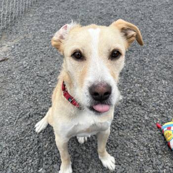 Rescue Mixed Breed Dogs for Adoption in Moscow, Idaho - Gomez | PetCurious