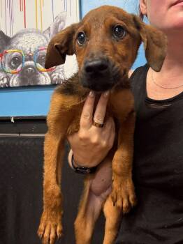 Heather -  Mixed Breed Dog for Adoption in Huntsville, Alabama - Heather | PetCurious