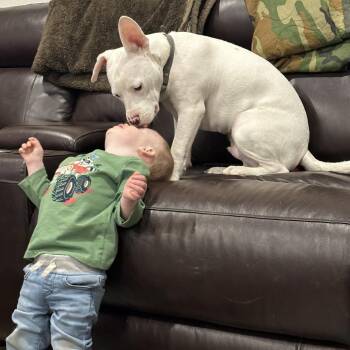 Pit Bull Terrier and Chihuahua Dogs Available for Adoption in Dallas, Texas - Casper | PetCurious