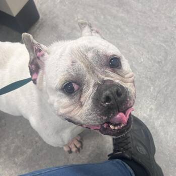 Mixed Breed Dogs Available for Adoption in Philadelphia, Pennsylvania - Chloe Bell | PetCurious
