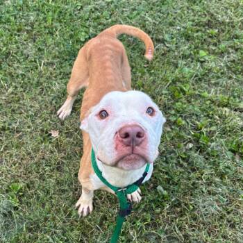 Rescue Mixed Breed Dogs for Adoption in Narberth, Pennsylvania - Rocky | PetCurious