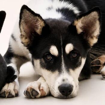 Mixed Breed Dogs Available for Adoption in Wickenburg, Arizona - Betty | PetCurious
