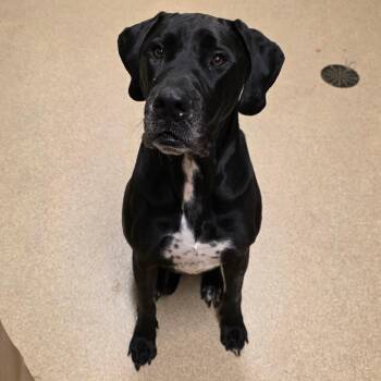 Gemini -  Great Dane and Black Labrador Retriever Dog for Adoption in Bristol, Indiana - Gemini | PetCurious