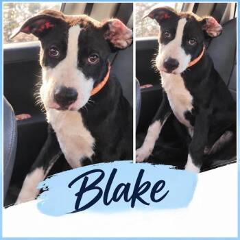 Blake -  Pit Bull Terrier and Mixed Breed Dog for Adoption in Zimmerman, Minnesota - Blake | PetCurious