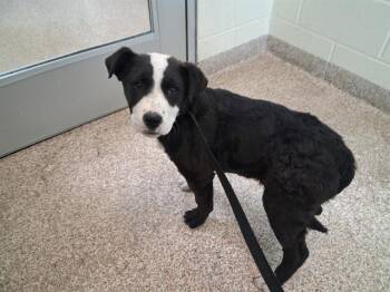 Pit Bull Terrier Dogs Available for Adoption - MICAH | PetCurious