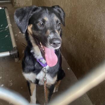 Thimble -  Catahoula Leopard Dog and Shepherd Dog for Adoption in Austin, Texas - Thimble | PetCurious