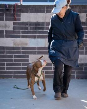 Keegan -  Mixed Breed Dog for Adoption in Chamblee, Georgia - Keegan | PetCurious
