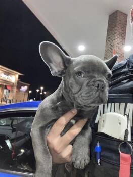 French Bulldog Dogs Available for Adoption - KANE | PetCurious