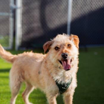 Rescue Standard Schnauzer and Golden Retriever Dogs for Adoption in Warwick, Rhode Island - Cooper | PetCurious