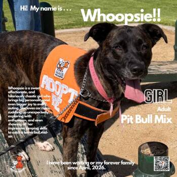 Pit Bull Terrier and Mixed Breed Dogs Available for Adoption in Westminster, California - Whoopsie | PetCurious