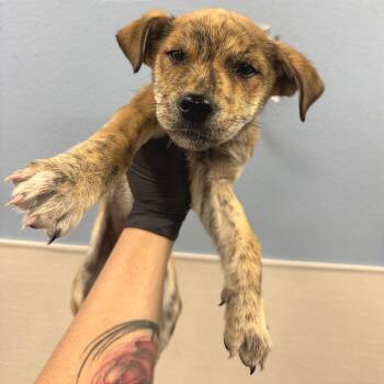 Mixed Breed Dogs Available for Adoption in Las Cruces, New Mexico - 107229 | PetCurious