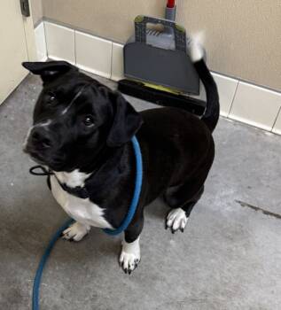 Rescue Mixed Breed Dogs for Adoption in Spokane Valley, Washington - Jamel | PetCurious