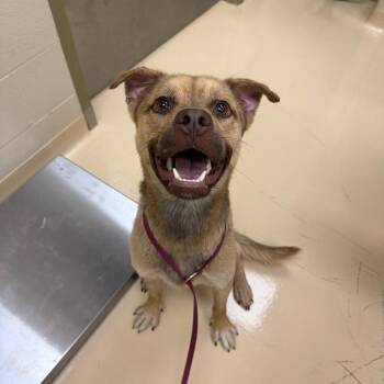Platinum -  Mixed Breed Dog for Adoption in Winston-salem, North Carolina - Platinum | PetCurious