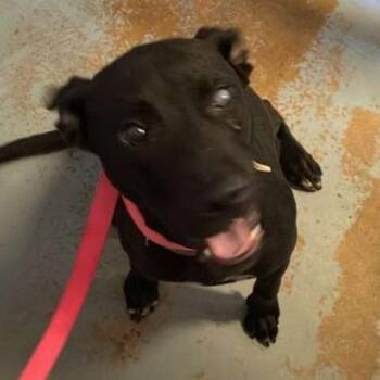 Mixed Breed Dogs Available for Adoption in Gadsden, Alabama - Blackjack | PetCurious