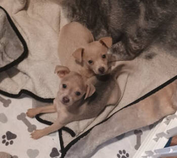 Rescue Chihuahua Dogs for Adoption in Middletown, Connecticut - Rowan | PetCurious